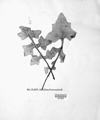 Puccinia maculosa image